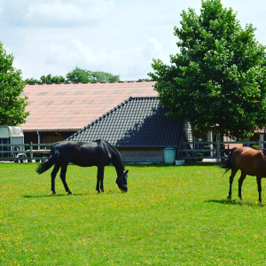 Recreatieve Ponystage